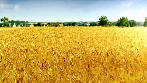 ۵۳۴ هزار هکتار از مزارع در قالب طرح جهش تولید در دیمزارها بیمه شدند